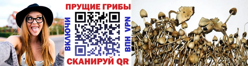 Галлюциногенные грибы MAGIC MUSHROOMS  площадка Telegram  Ессентуки  kraken зеркало 